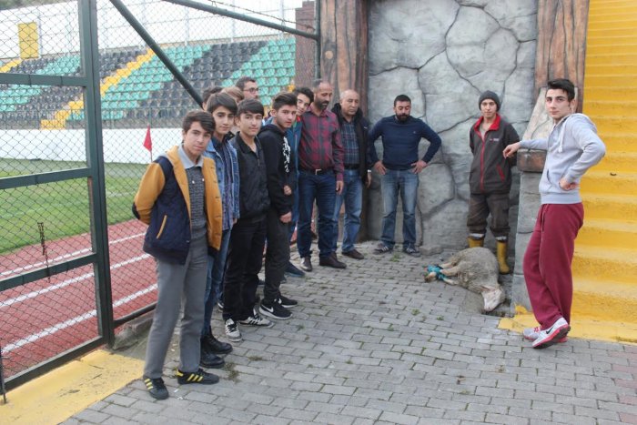 Birlikspor yönetimi kurban kesti