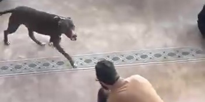 Camiye giren pitbull tedirginliğe neden oldu