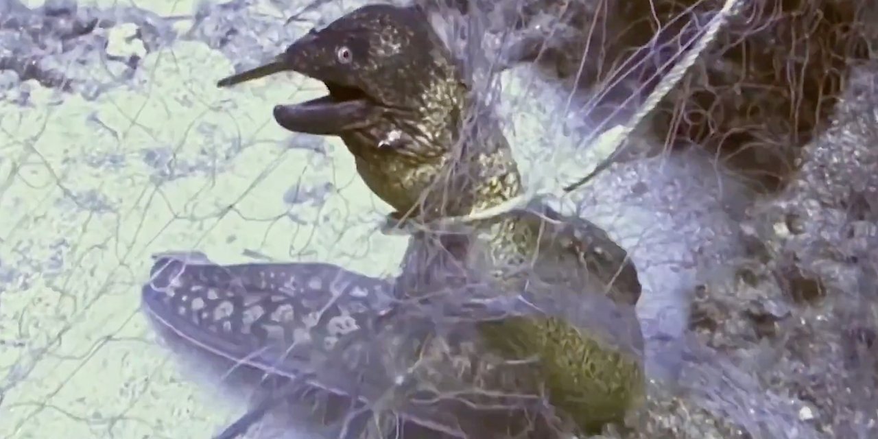 HAYALET AĞLARLA MÜCADELE    420 milyon metrekare alan tarandı