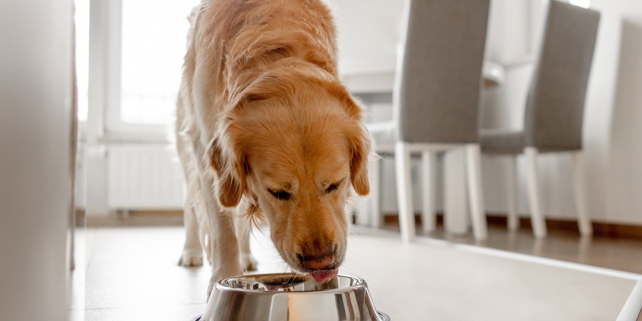 Kedi ve Köpeklere Verilen Yiyecekler   Sağlıklarını Riske Atabilir