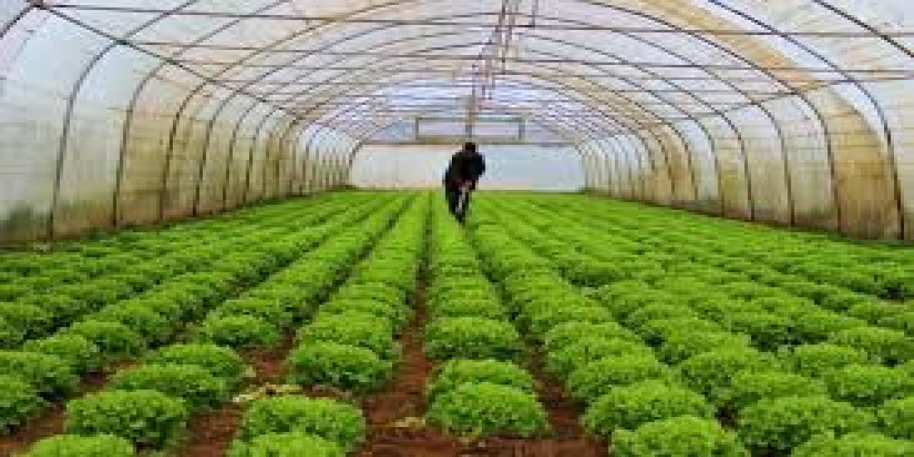 TÜİK 2025 Yılı Bitkisel Üretim  İstatistiklerini Açıkladı