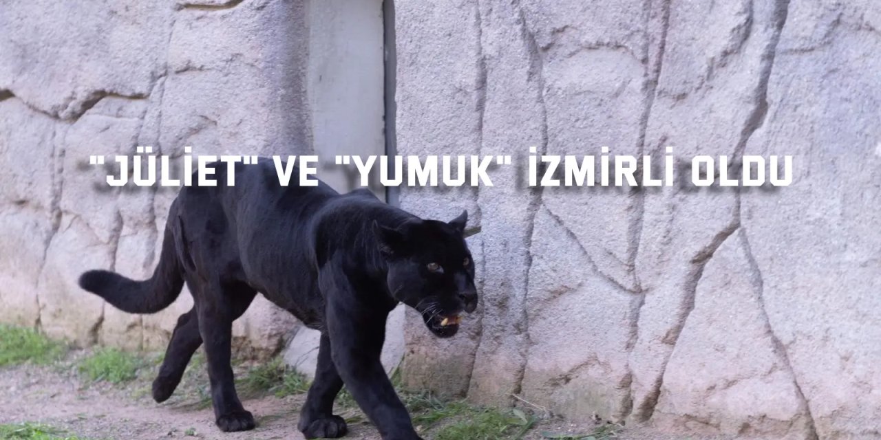 "Jüliet" ve "Yumuk" İzmirli oldu