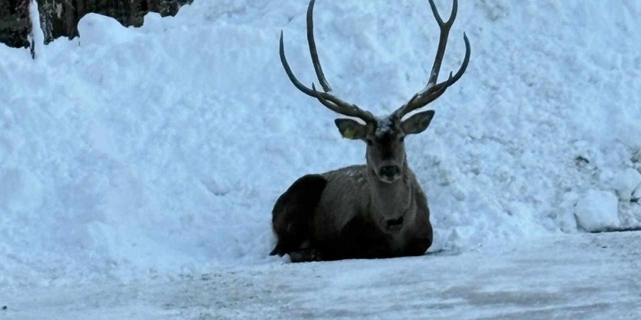 Kuzuyayla’da kızıl geyik görüntülendi