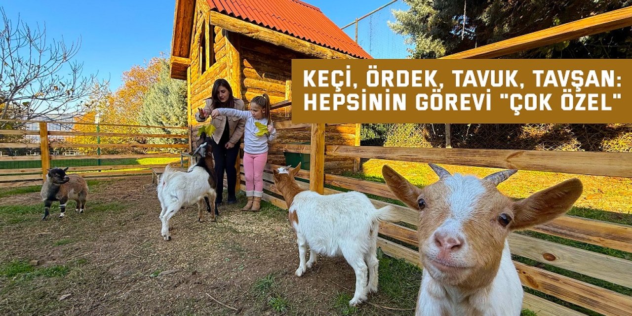 Keçi, ördek, tavuk, tavşan: Hepsinin görevi "Çok özel"