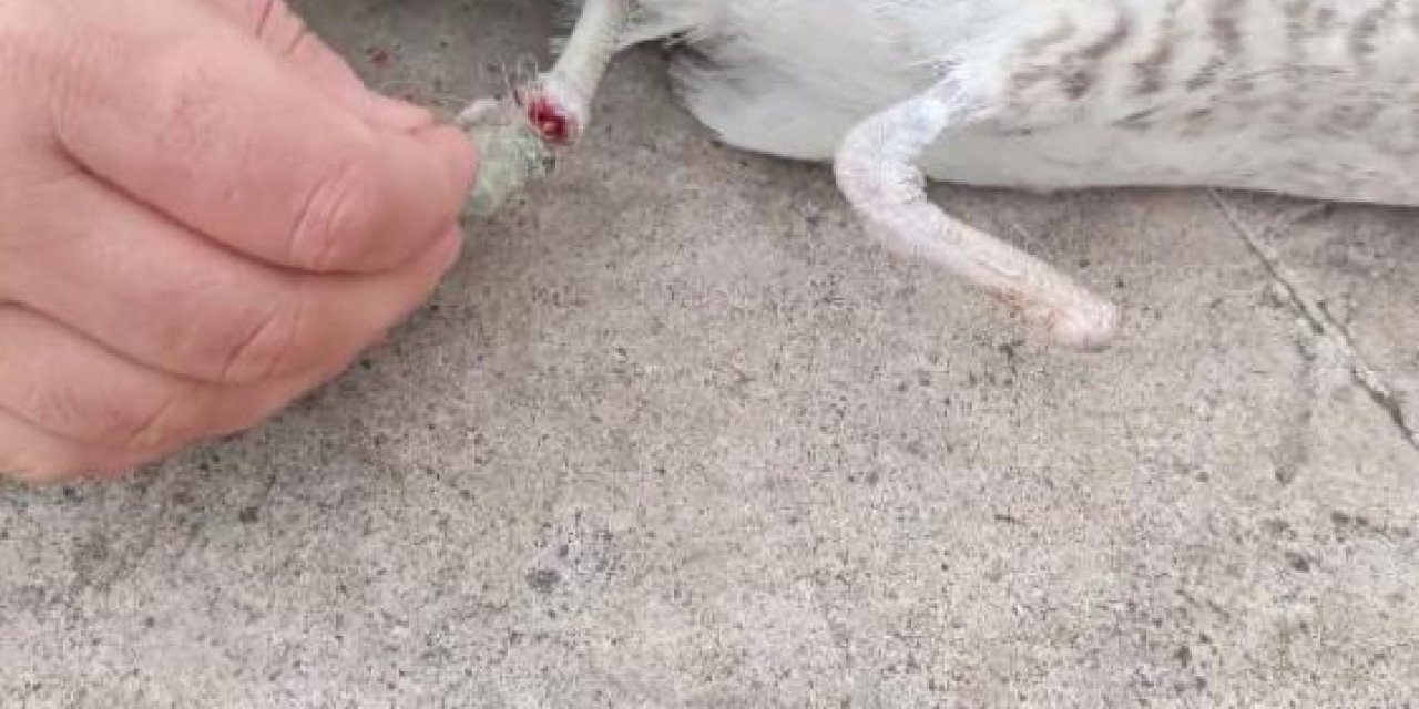 Martının kurtarılma anı kameralarda