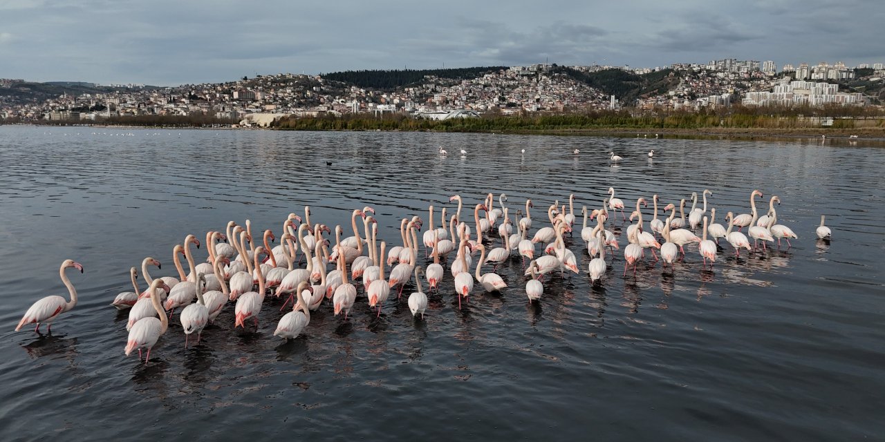 İzmit Körfezi'ne flamingo akını, sayıları katlandı