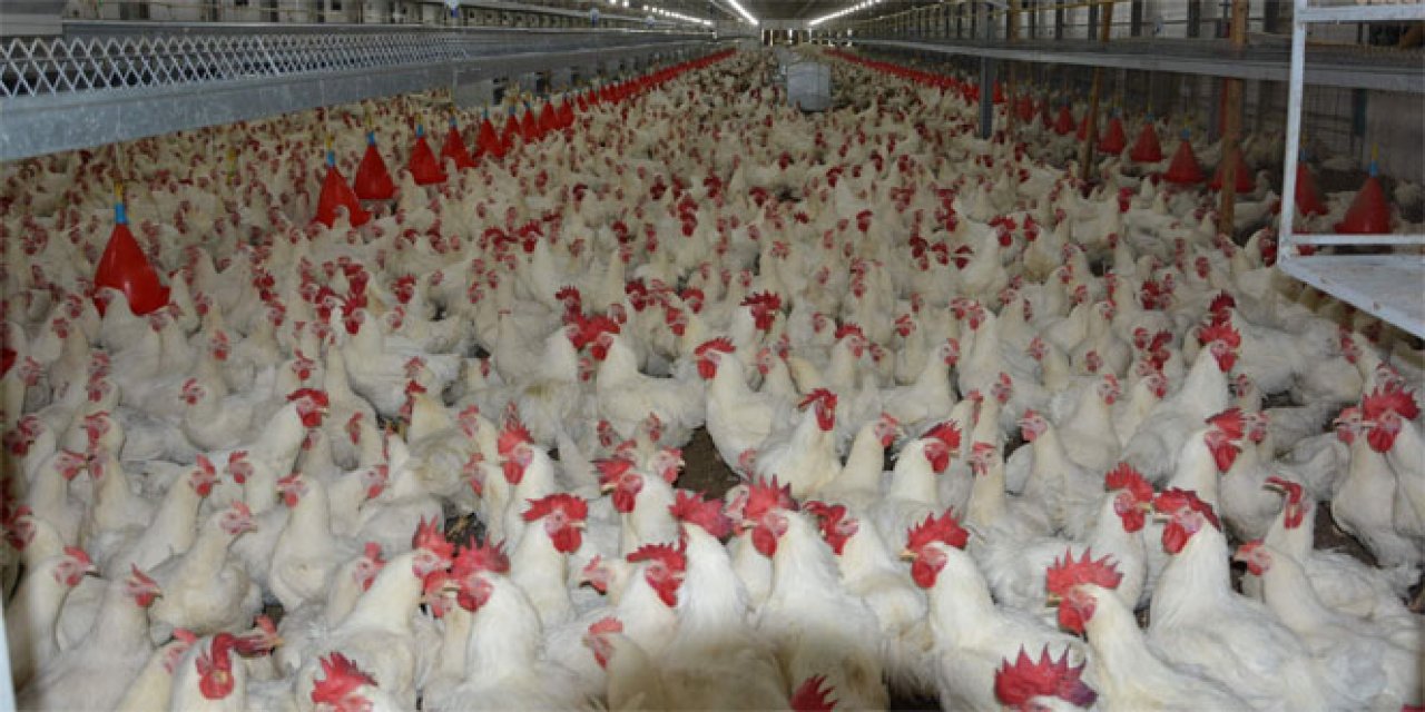 Kümes Hayvancılığında Bitki  Bazlı Performans Dönemi