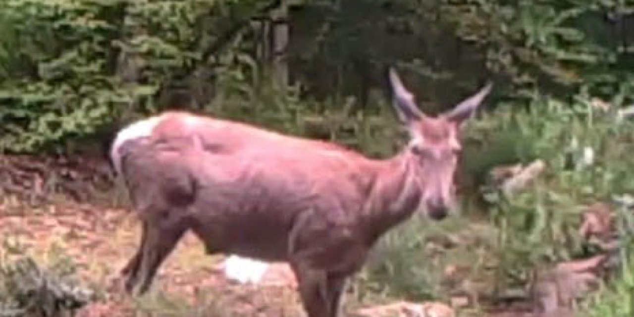 Geyiğin su keyfi fotokapanla görüntülendi