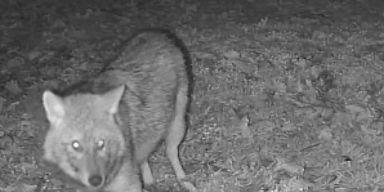 Karavan kampçısının kamerasına kurt yansıdı