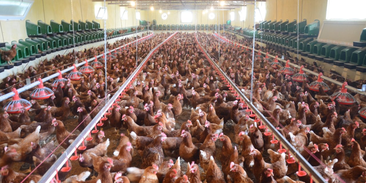 Yumurtacı Tavuk Yetiştiriciliğinde Yeni Dönem: