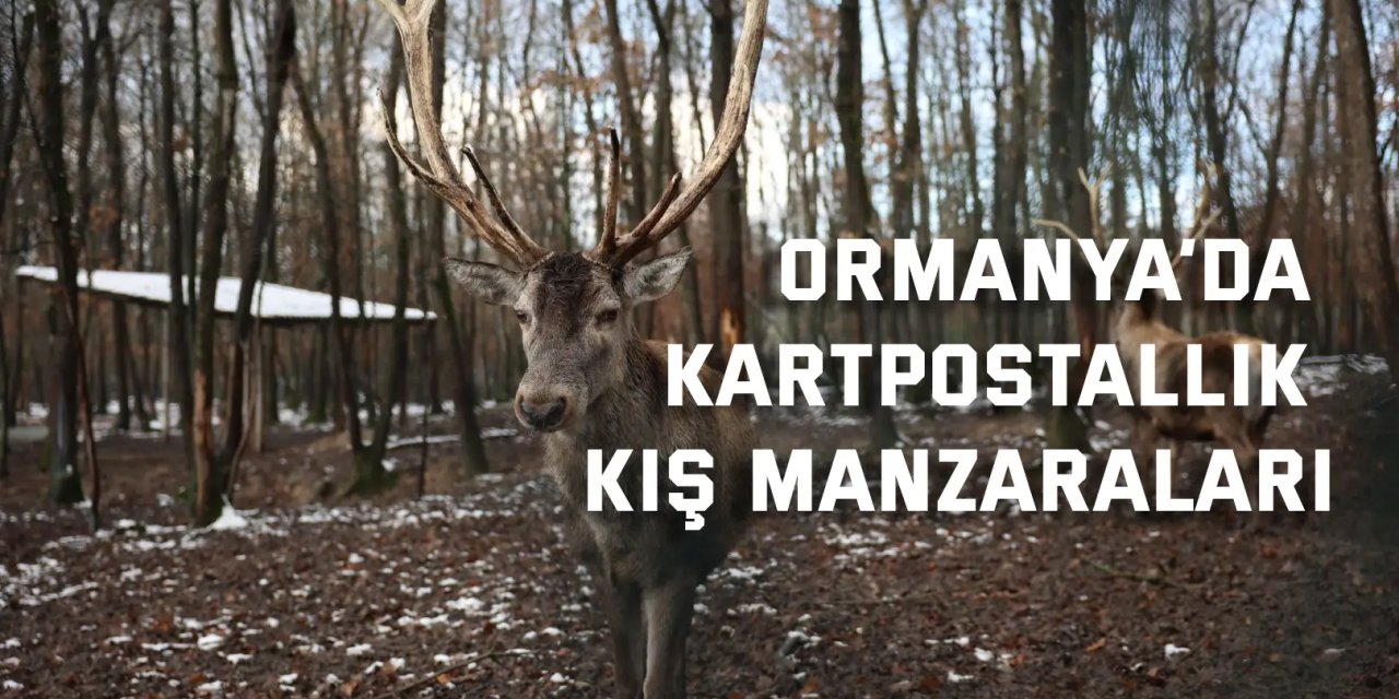 Ormanya’da kartpostallık kış manzaraları