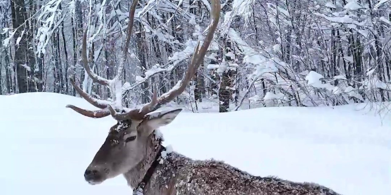 Geyikler kış şartlarına adapte oldu