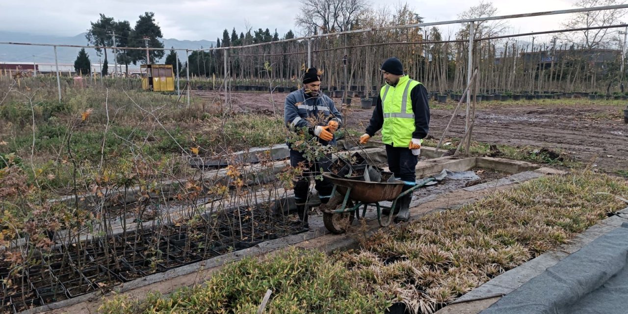 On binlerce bitki Büyükşehir fidanlığında yetişiyor