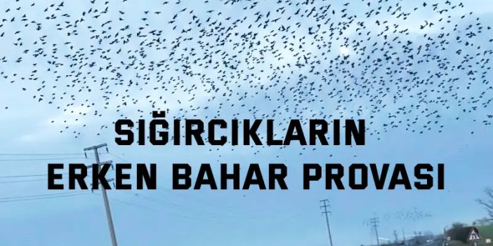 Sığırcıkların erken bahar provası
