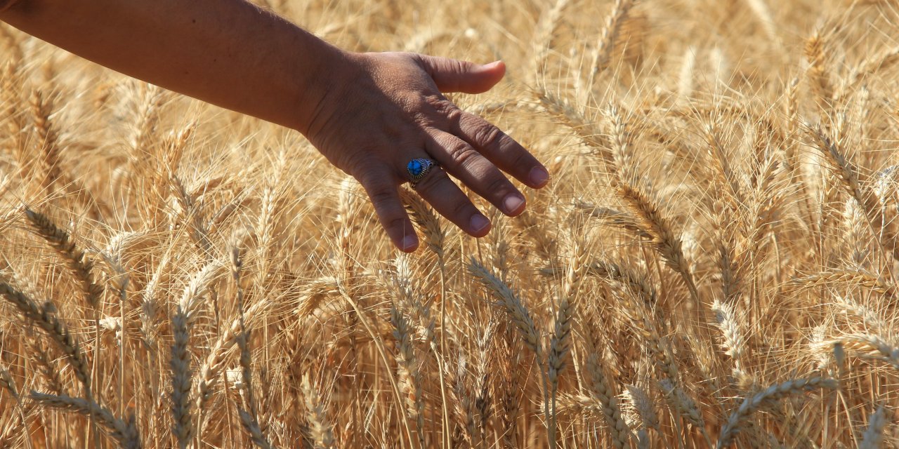 Dünya tahıl üretiminde bolluk  ve rekor sezonu yaşanıyor