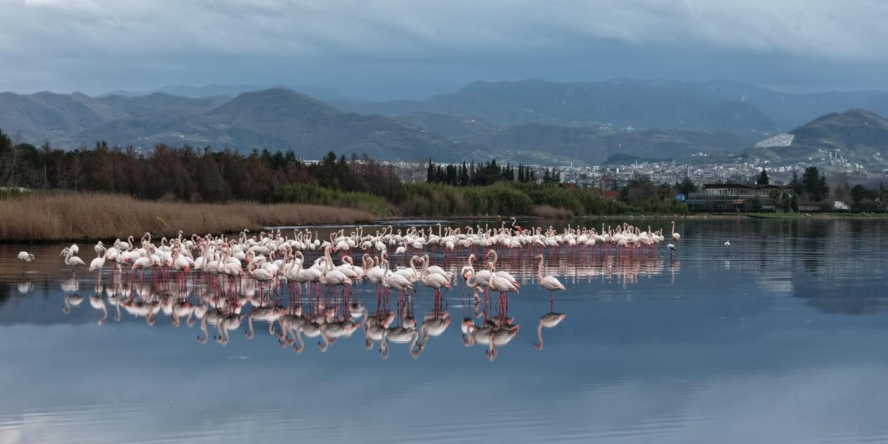 İzmit Körfezi'nde allı turna güzelliği