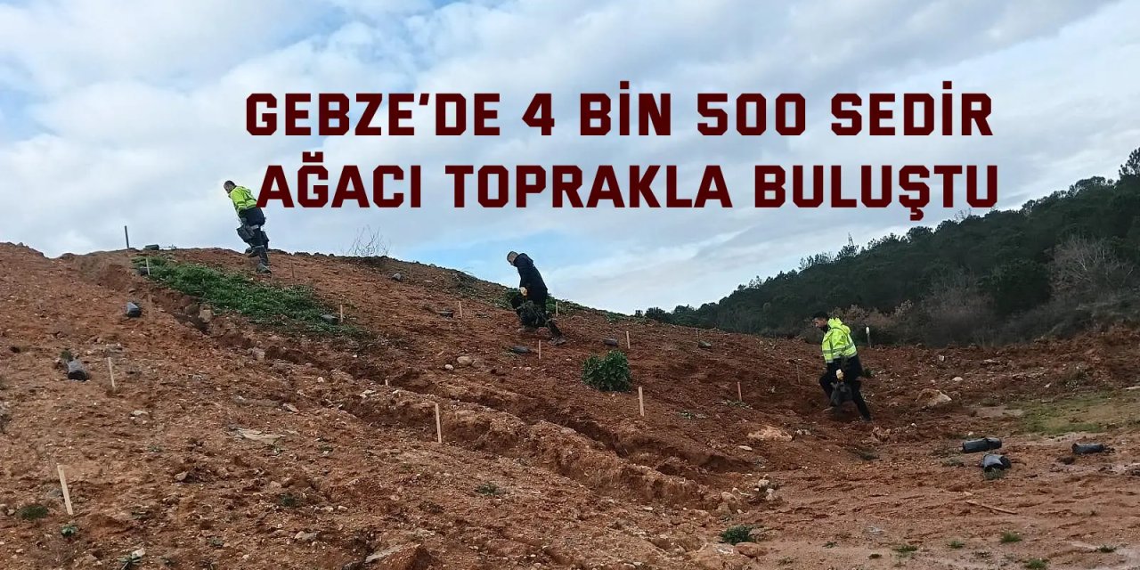 Gebze’de 4 bin 500 sedir ağacı toprakla buluştu