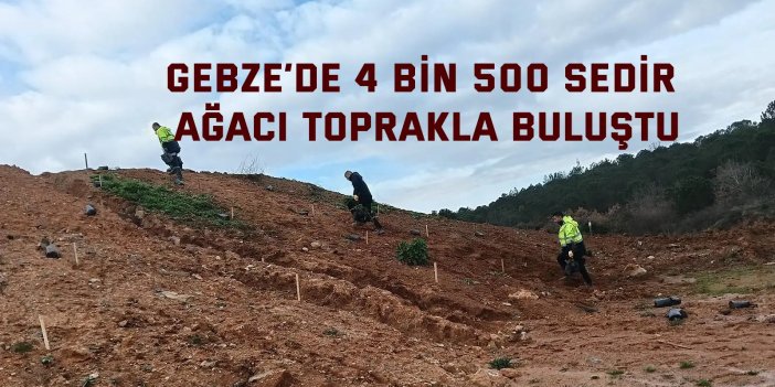 Gebze’de 4 bin 500 sedir ağacı toprakla buluştu