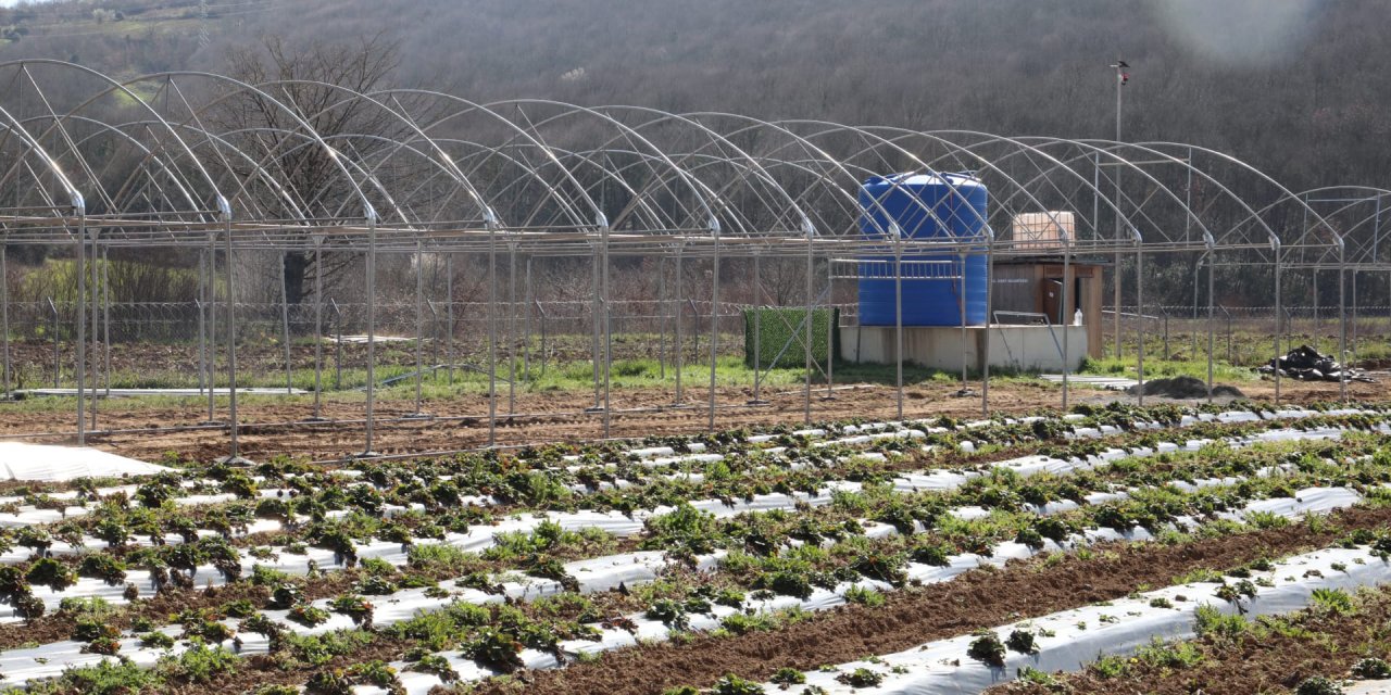 İzmit Belediyesi sebze serası kuruyor