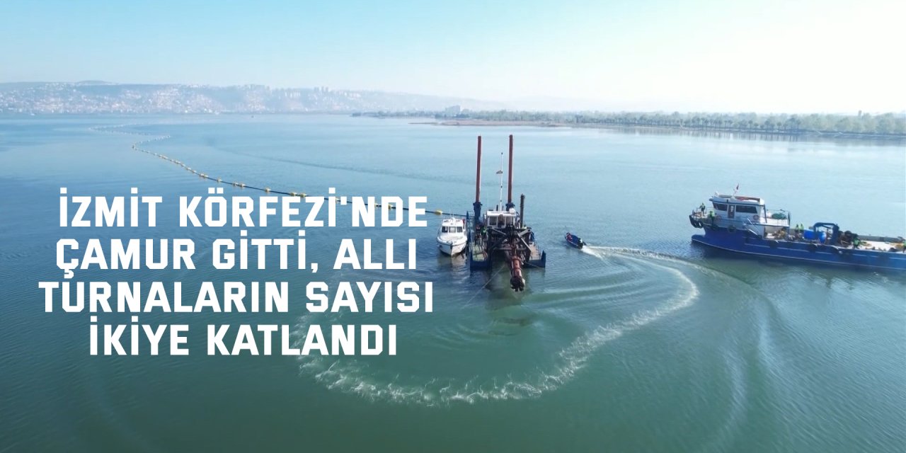 İzmit Körfezi'nde çamur gitti, allı turnaların sayısı ikiye katlandı