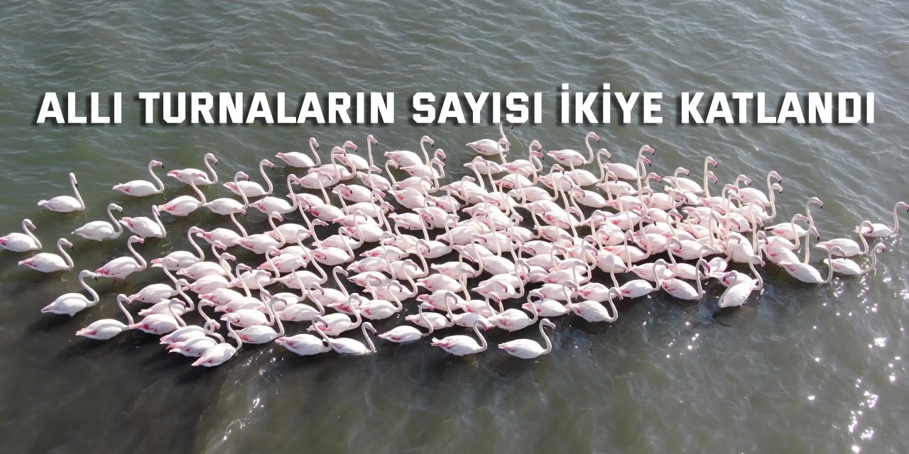 Allı turnaların sayısı ikiye katlandı