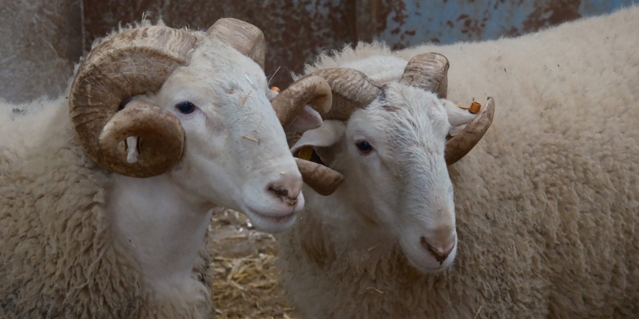 Koçlar rekor fiyatlara satılıyor