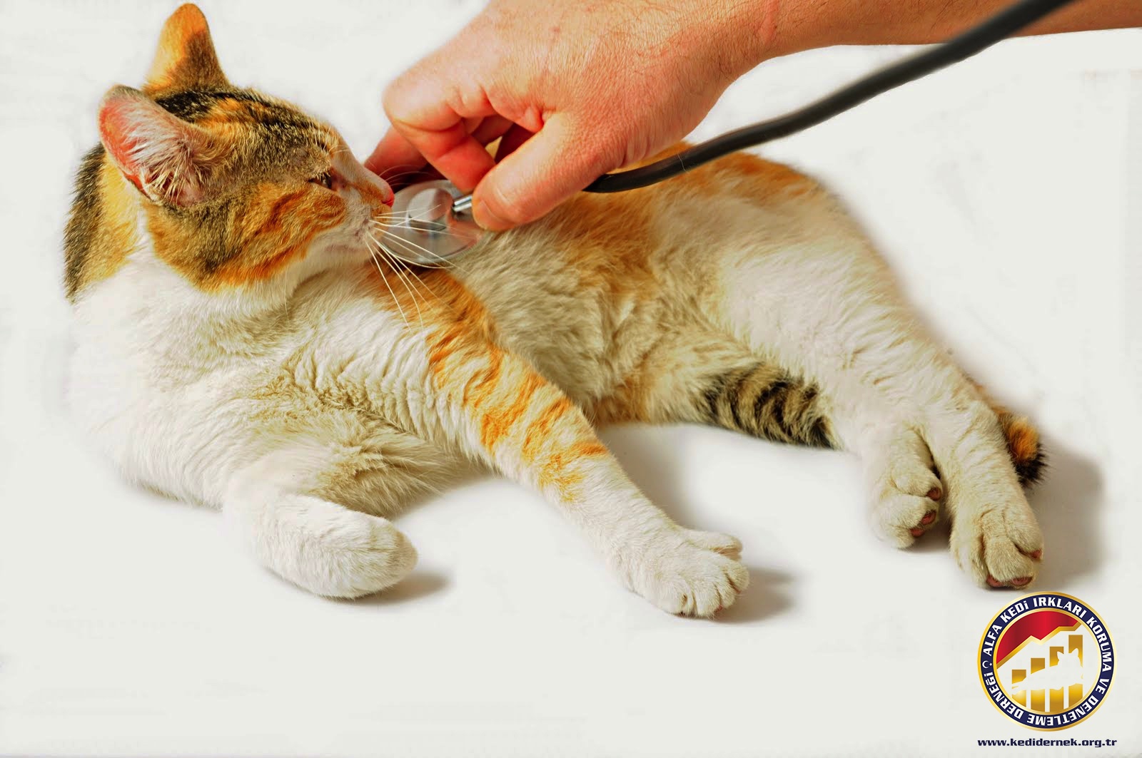 KEDİLERDE ÜST SOLUNUM YOLLARI