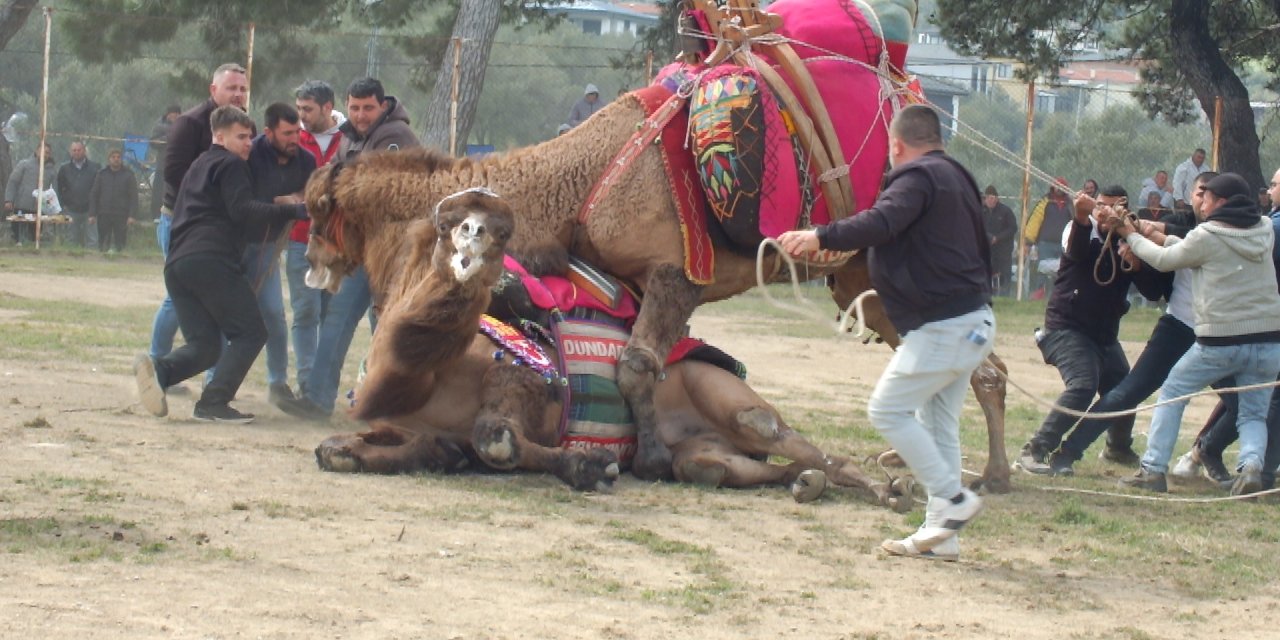 Güreşçi develer, bir yıl  sonra sahalara geri döndü