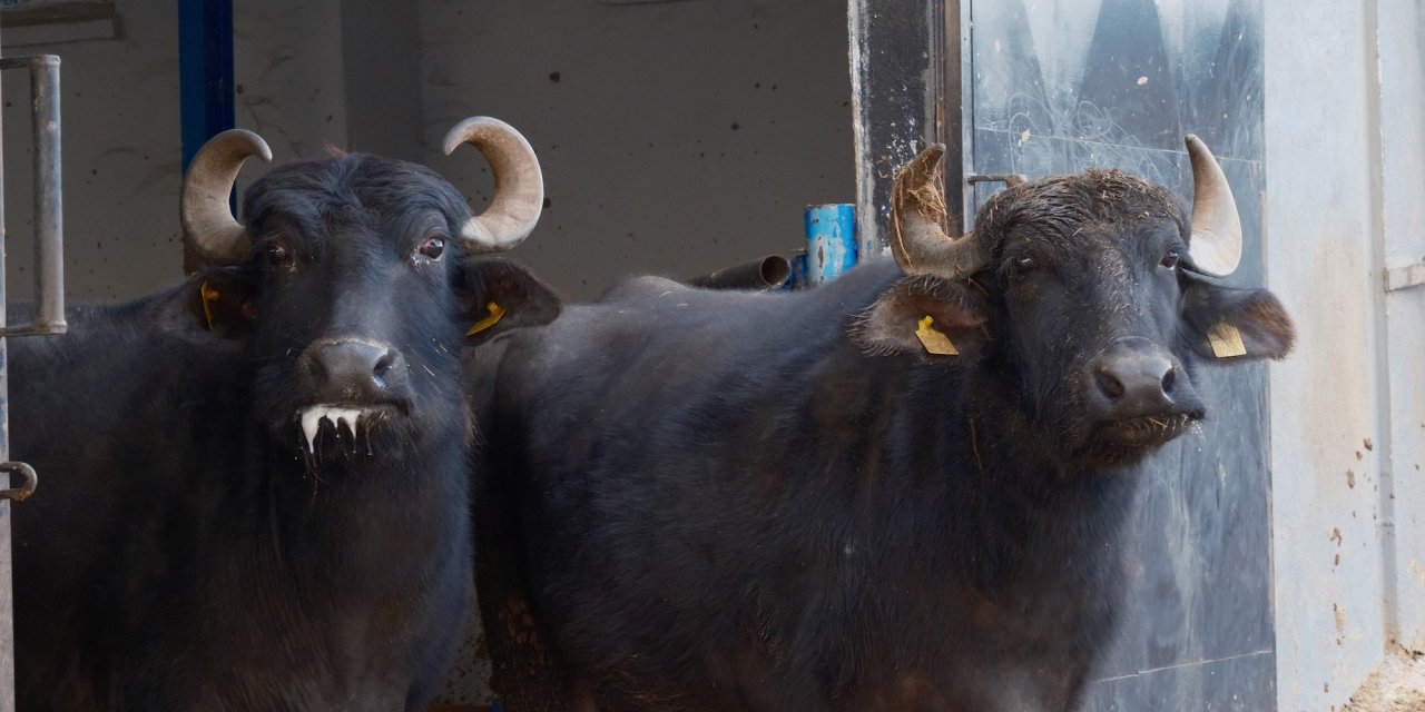 Türkiye'nin yeni manda ırkı  Murana süt verimi ile dikkat çekiyor
