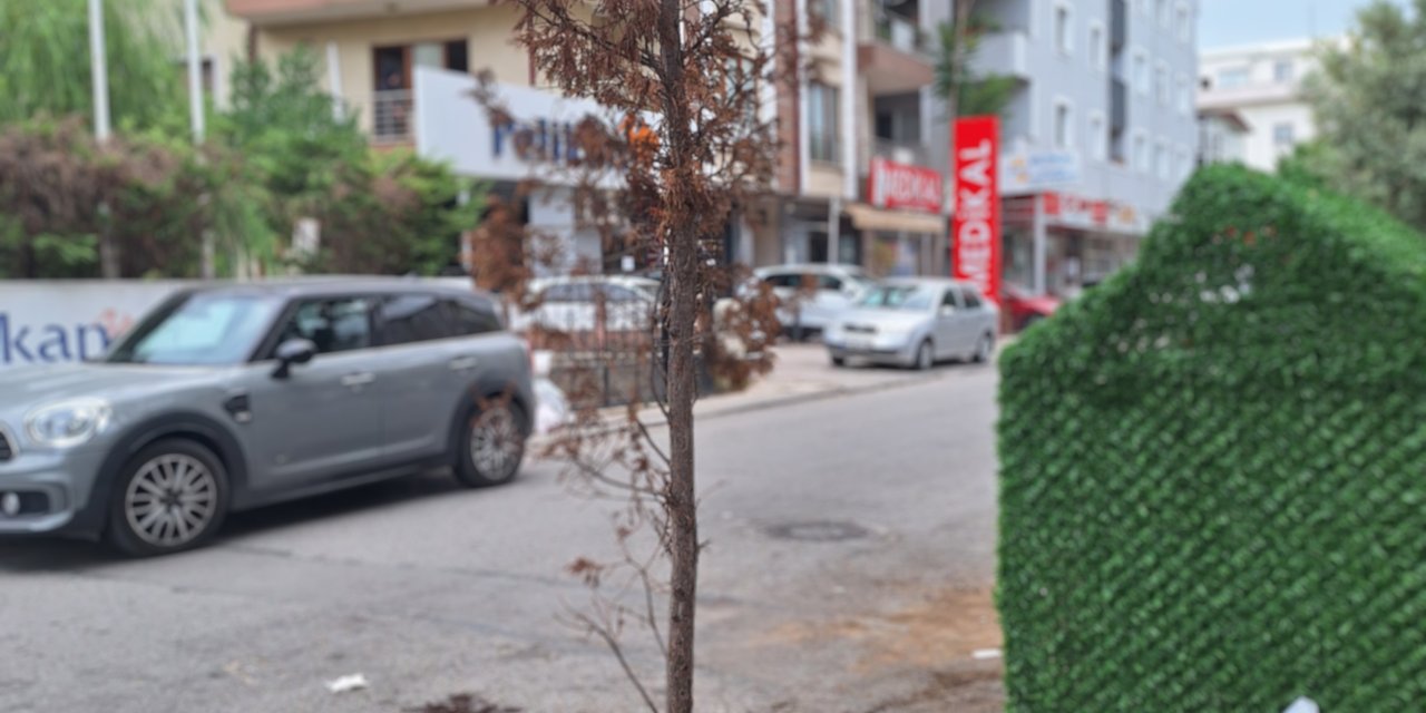 Kökünden Söküp Yola Attılar!