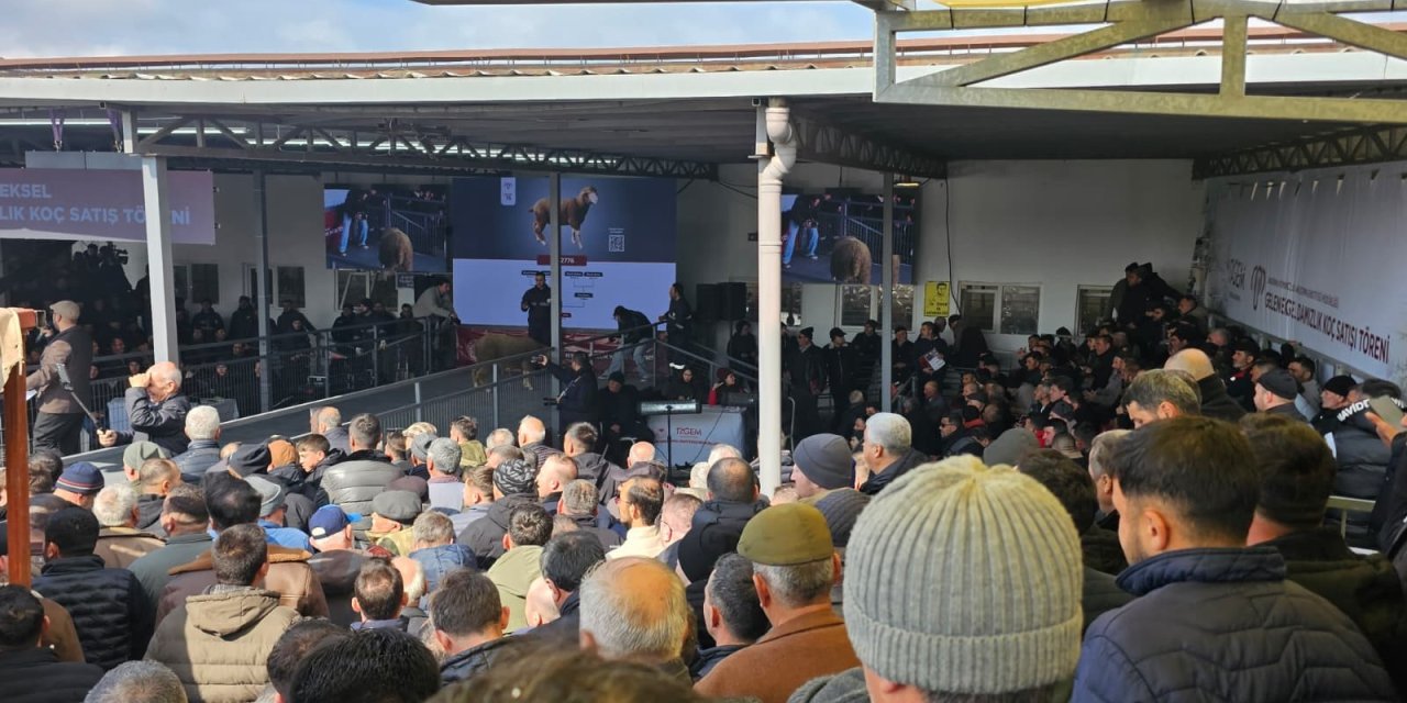 Damızlık koçta rekor, açık  artırmada 1 milyonluk satış