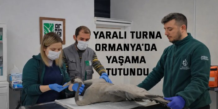 Yaralı Turna, Ormanya’da yaşama tutundu