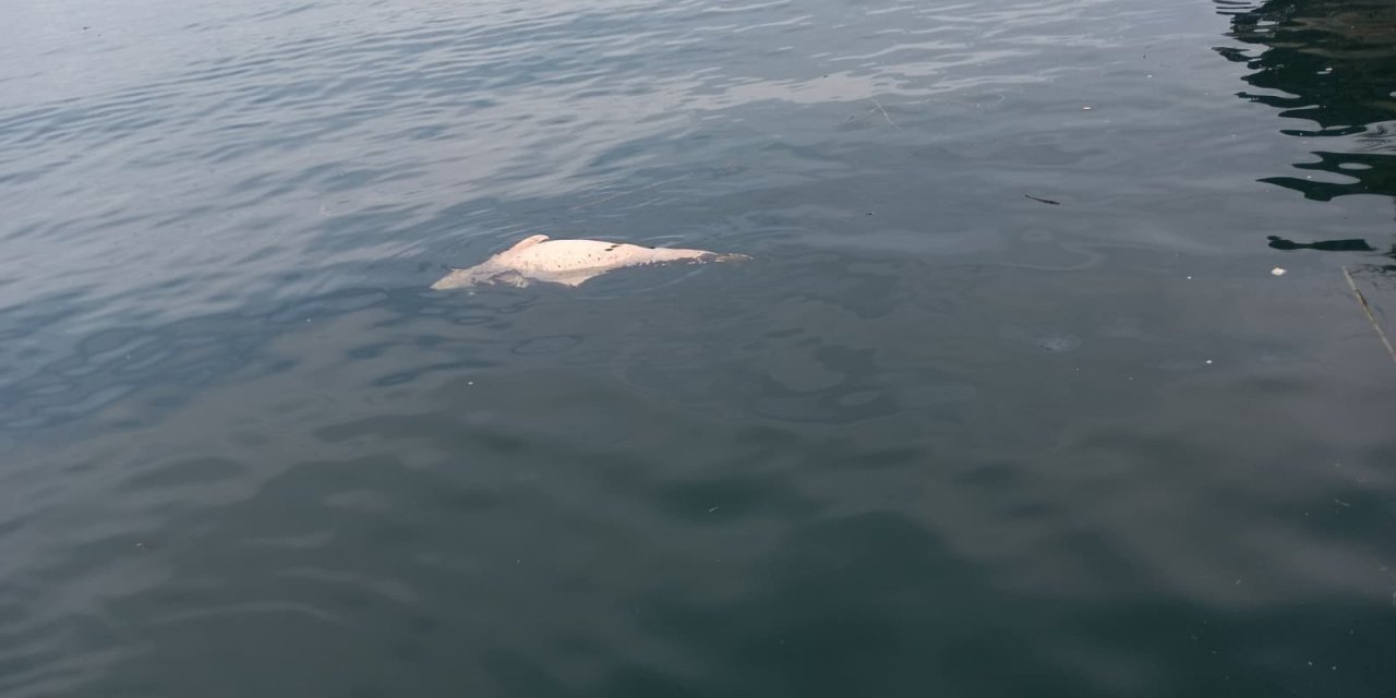 Kıyıya sürüklenen  ölü yunus görüntülendi