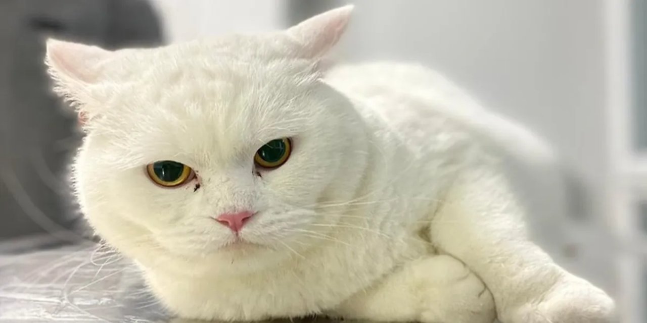 Mart'ta en çok ev hayvanları  ile ilgili ürünler pahalandı