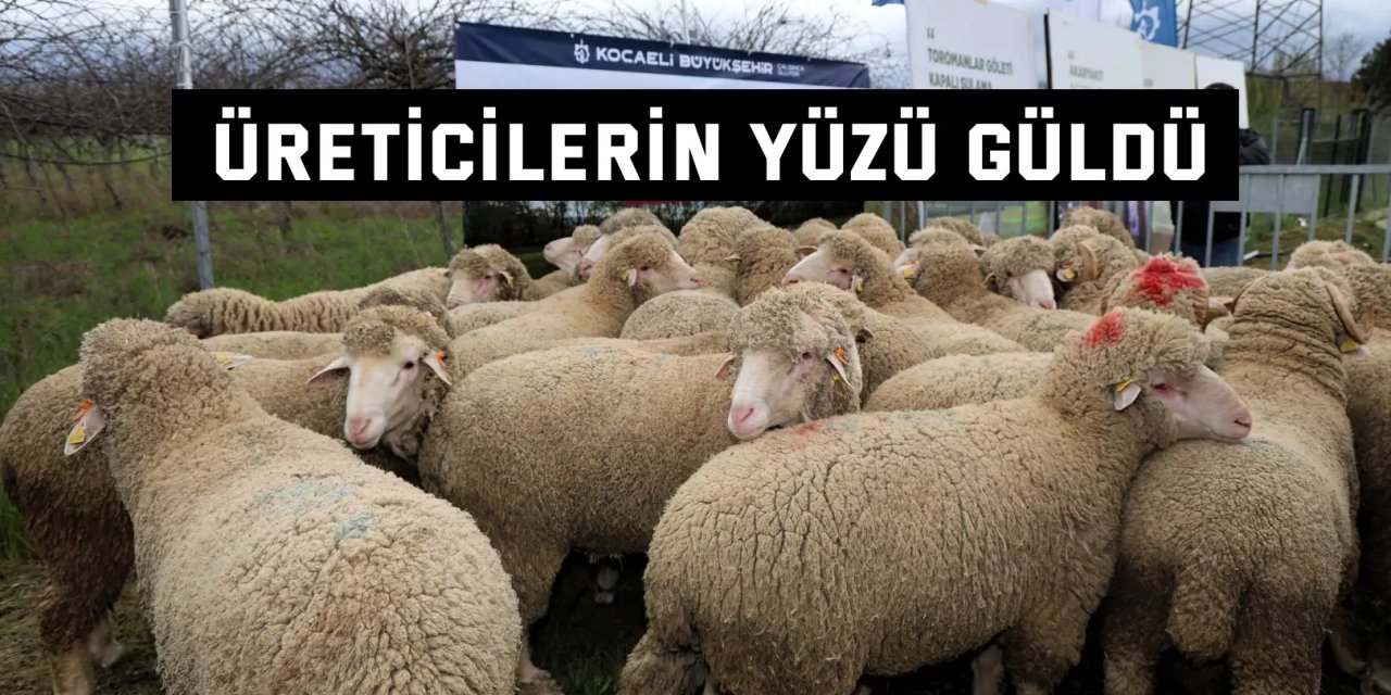 Hayvancılığa damızlık koç desteği