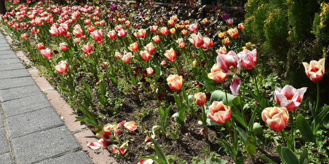 İstanbul’da lale zamanı başladı, Pendik Korusu'nda renk cümbüşü yaşandı