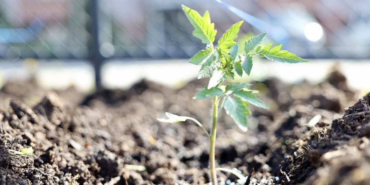 Ata tohumları üreticiye can suyu olacak