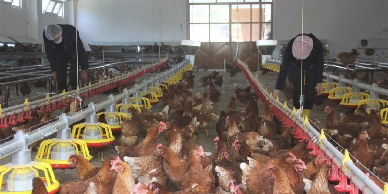 Tavuk eti üretimi  227 bin 793 ton oldu