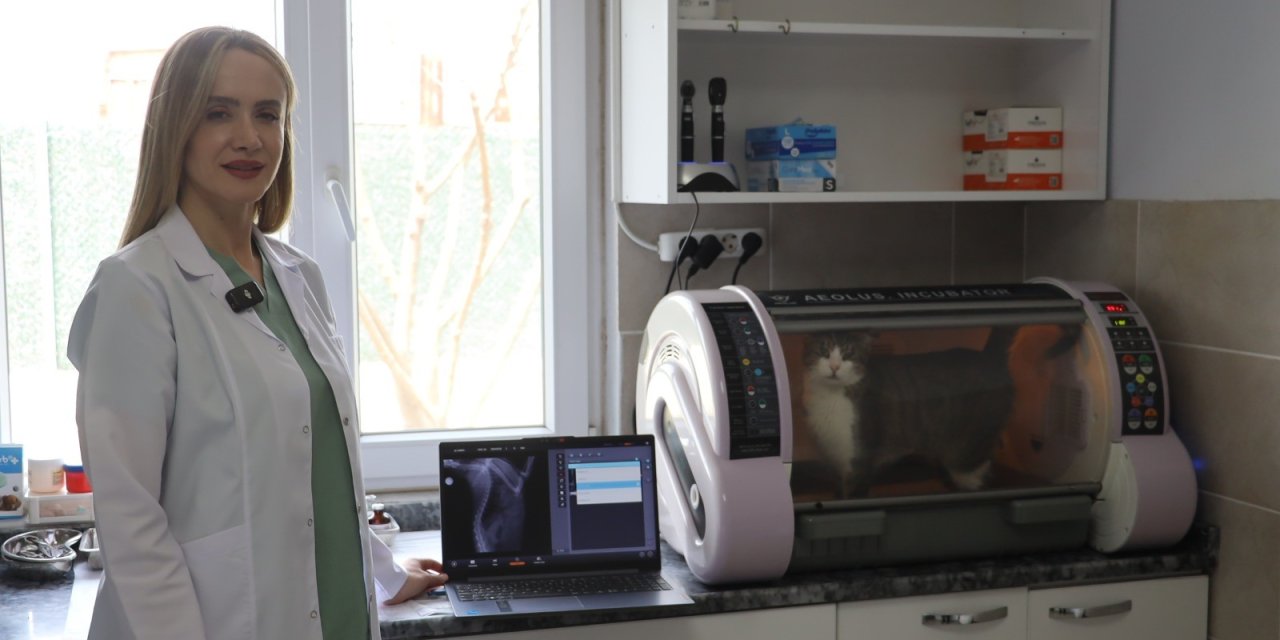 Sokak kedisine diyafram fıtığı ameliyatı