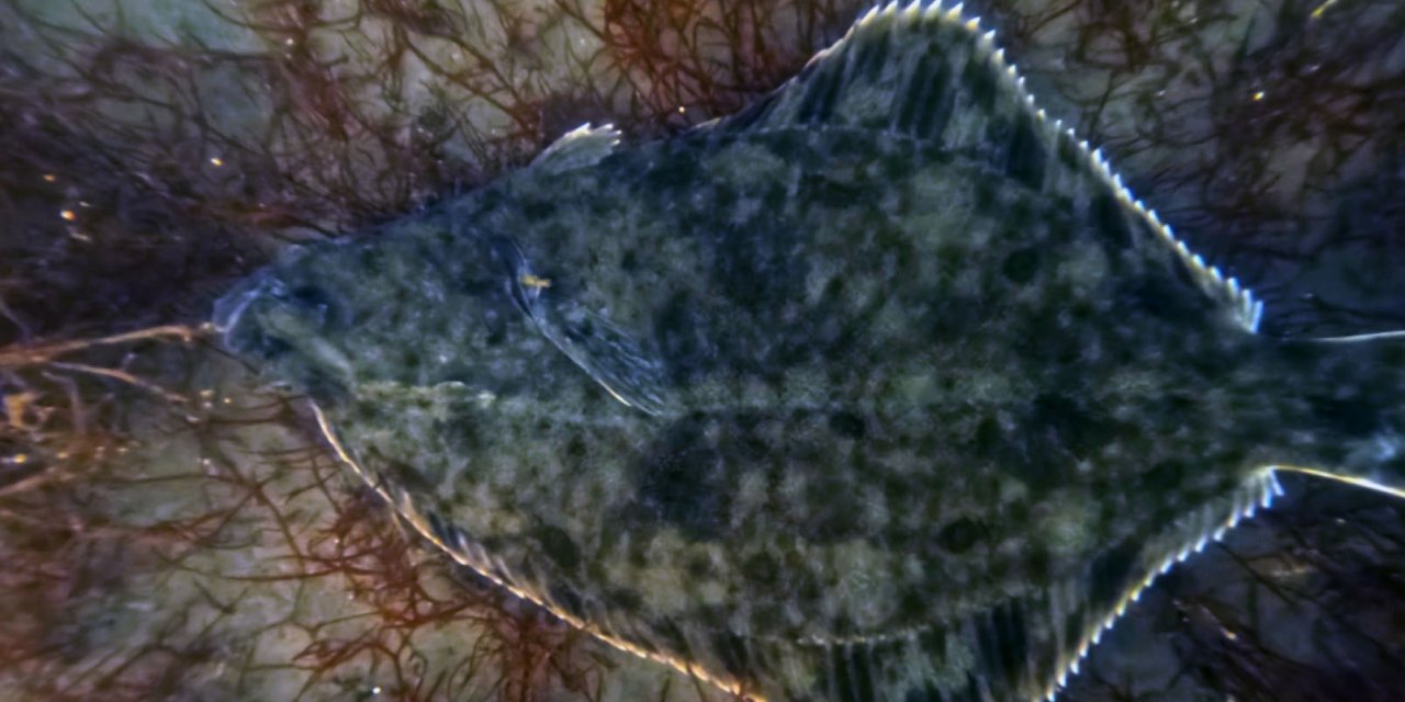 Dip çamuru temizliği İzmit Körfezi’ne yunusları geri getirdi