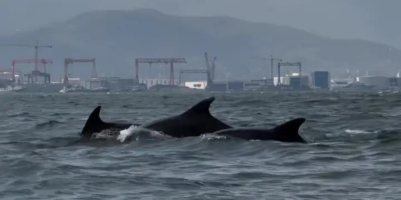 Dip çamuru temizliği İzmit  Körfezi’ne yunusları geri getirdi