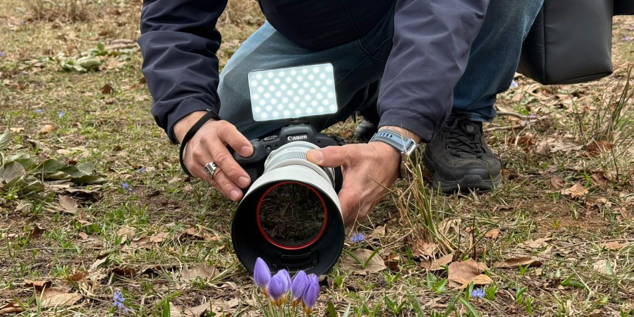 Keltepe Çiğdemi büyüledi