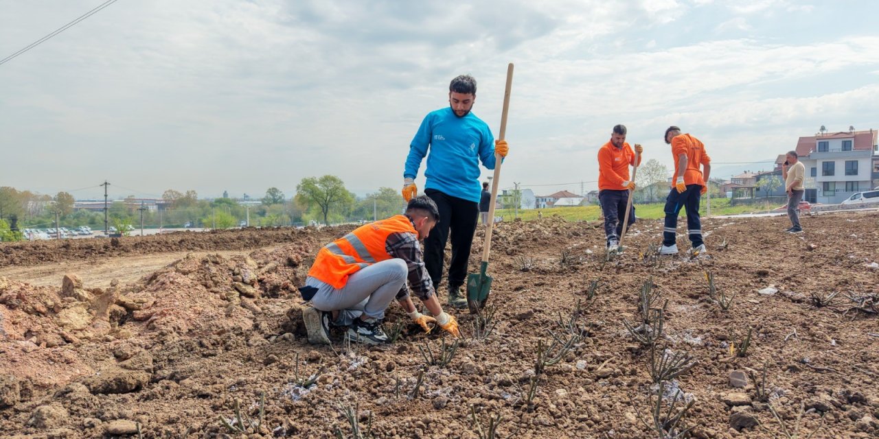15 bin gül fidanı toprakla buluşuyor