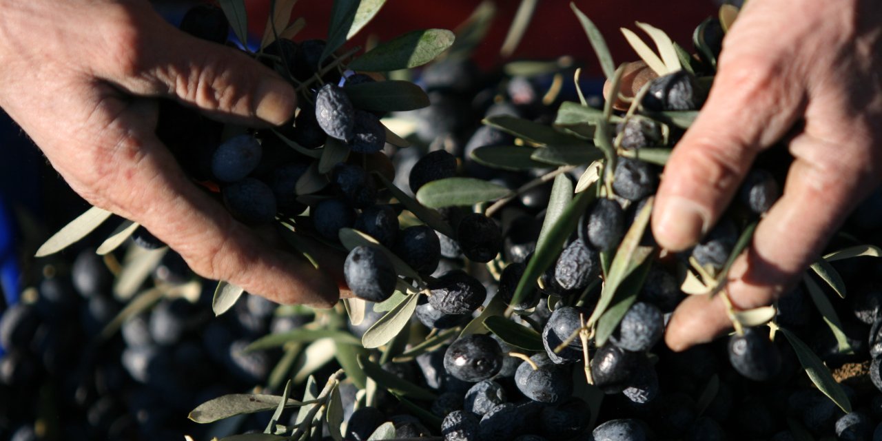 Bir kilogram zeytin için 6798  litre suya ihtiyaç duyuluyor