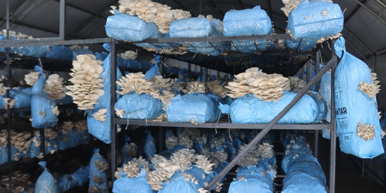 İstiridye mantarı üretimiyle  vatandaşa destek oluyor