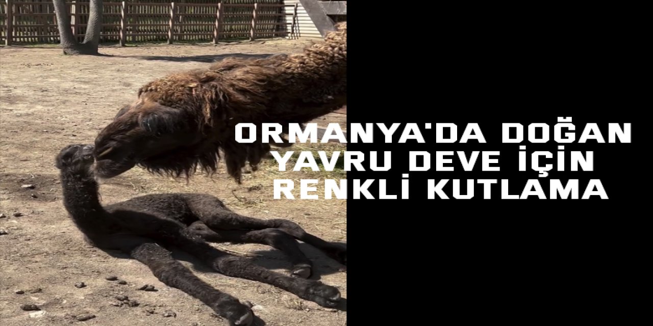 Ormanya'da doğan yavru deve için renkli kutlama