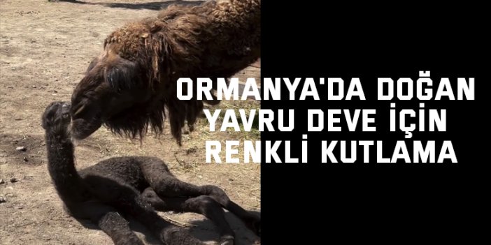 Ormanya'da doğan yavru deve için renkli kutlama