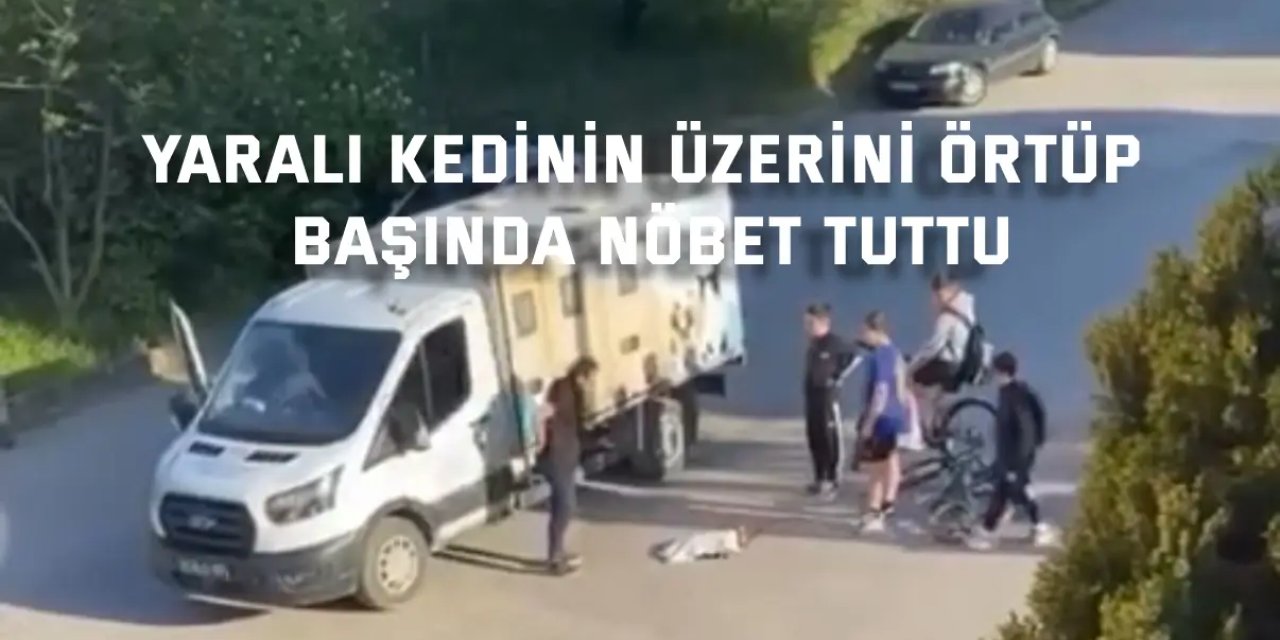 Yaralı kedinin üzerini örtüp, başında nöbet tuttu