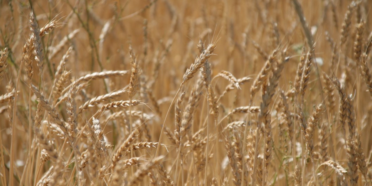 Dünya hububat üretiminde bir ilk gerçekleşecek