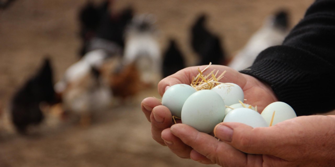 Nisan'da yumurta ucuzladı